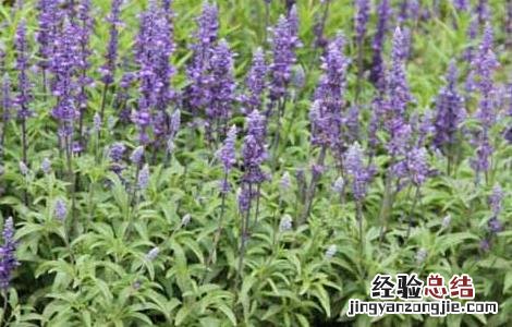 鼠尾草种子价格及种植方法 鼠尾草种子价格及种植方法大全