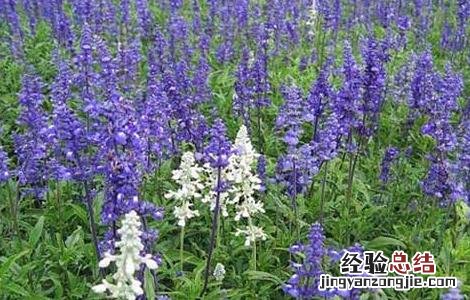 鼠尾草种子价格及种植方法 鼠尾草种子价格及种植方法大全