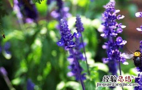 鼠尾草种子价格及种植方法 鼠尾草种子价格及种植方法大全