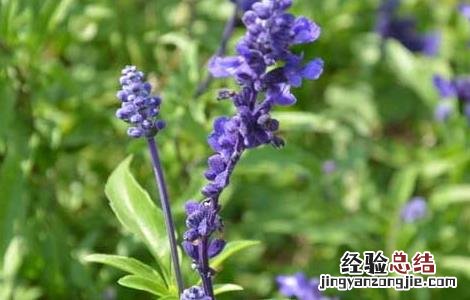 鼠尾草种子价格及种植方法 鼠尾草种子价格及种植方法大全