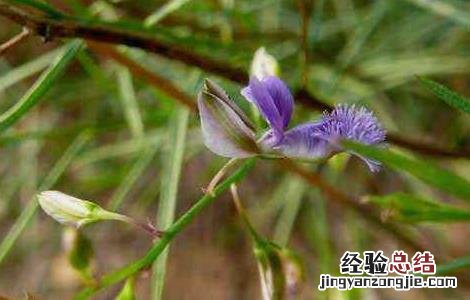 远志种子价格及种植方法 远志种植技术