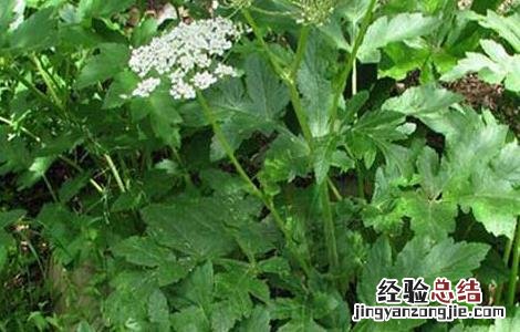 羌活种子价格及种植方法 羌活种苗价格