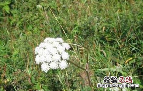 羌活种子价格及种植方法 羌活种苗价格