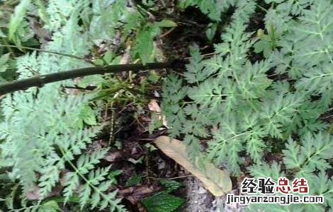 羌活种子价格及种植方法 羌活种苗价格
