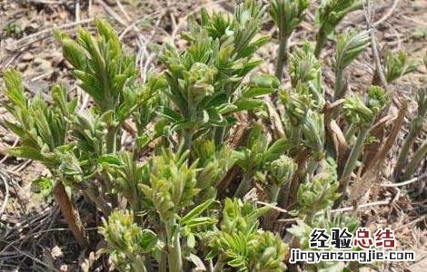 羌活种子价格及种植方法 羌活种苗价格