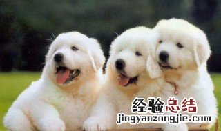 女人梦见狗是什么预兆周公解梦 女人梦见狗是什么预兆