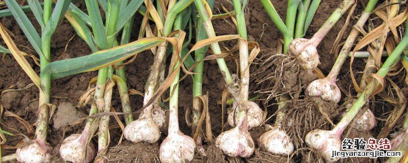 大蒜枯萎病打什么药 大蒜根部萎缩要打什么农药