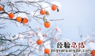 柿子一天最多可以吃几个 一天吃几个柿子最合适