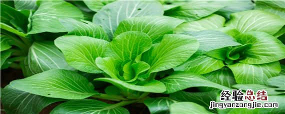 大白菜如何种植与管理 白菜怎样种植与管理