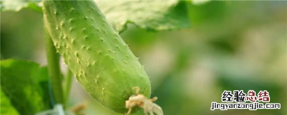 黄瓜种植技术 夏天黄瓜种植技术