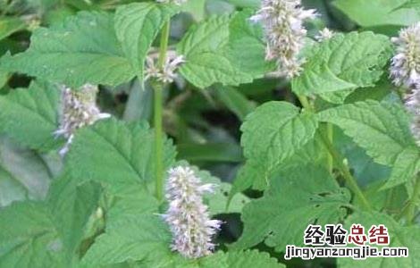 藿香种子价格及种植方法图片 藿香种子价格及种植方法