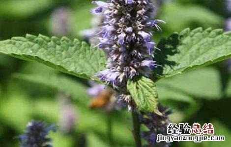 藿香种子价格及种植方法图片 藿香种子价格及种植方法