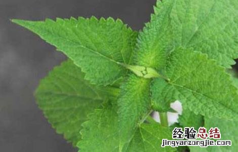 藿香种子价格及种植方法图片 藿香种子价格及种植方法