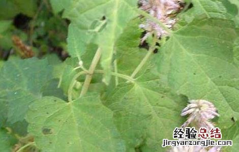 藿香种子价格及种植方法图片 藿香种子价格及种植方法