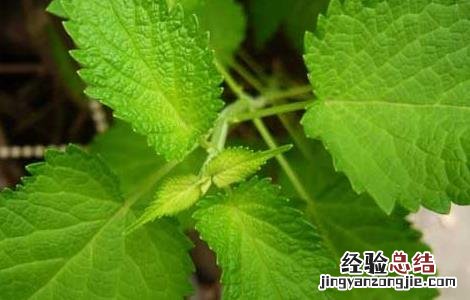 藿香种子价格及种植方法图片 藿香种子价格及种植方法