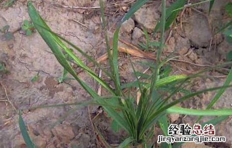 知母种子价格及种植方法