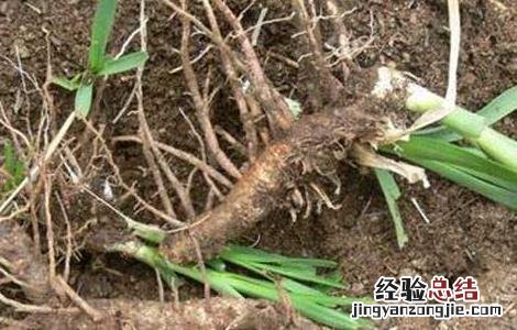 知母种子价格及种植方法