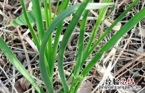 知母种子价格及种植方法