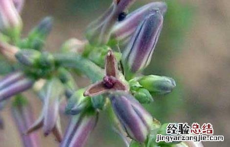 知母种子价格及种植方法