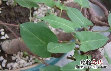 何首乌种子价格及种植方法 何首乌种子价格及种植方法