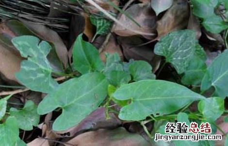 何首乌种子价格及种植方法 何首乌种子价格及种植方法