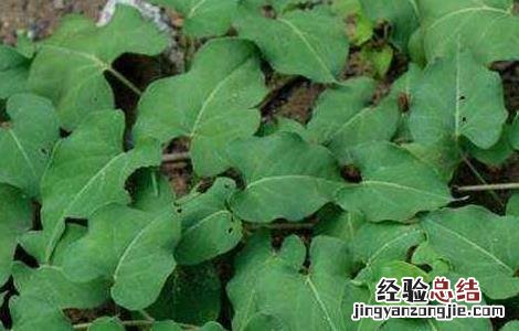 何首乌种子价格及种植方法 何首乌种子价格及种植方法