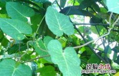 何首乌种子价格及种植方法 何首乌种子价格及种植方法