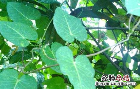 何首乌种子价格及种植方法 何首乌种子价格及种植方法
