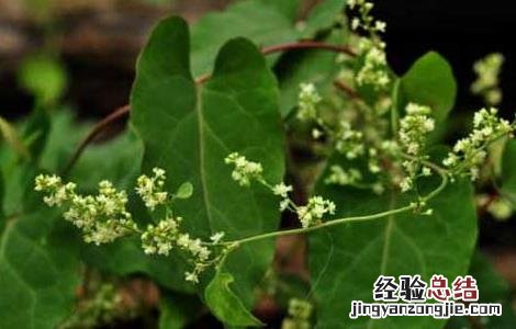 何首乌种子价格及种植方法 何首乌种子价格及种植方法