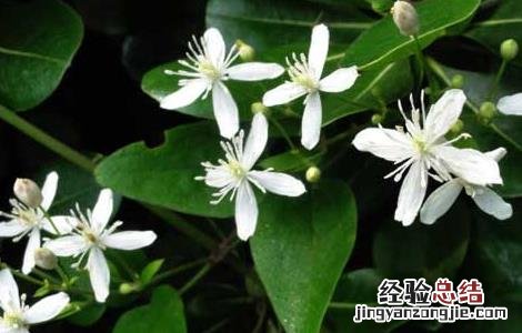 威灵仙种子价格及种植方法 威灵仙种子价格及种植方法视频