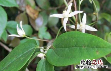 威灵仙种子价格及种植方法 威灵仙种子价格及种植方法视频