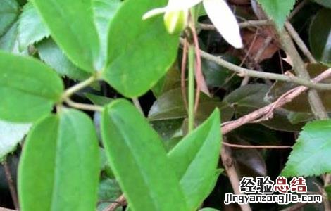 威灵仙种子价格及种植方法 威灵仙种子价格及种植方法视频