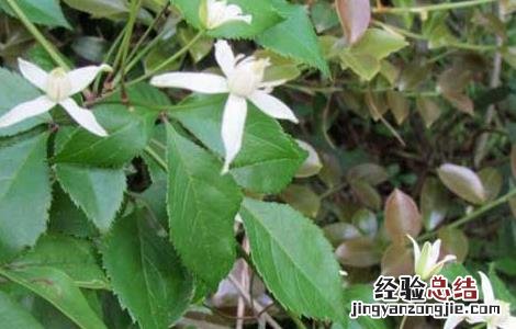 威灵仙种子价格及种植方法 威灵仙种子价格及种植方法视频