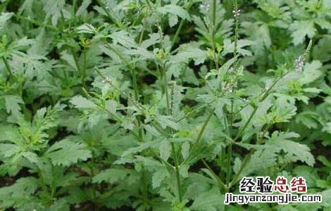 马鞭草种子价格及种植方法 马鞭草种子价格及种植方法视频