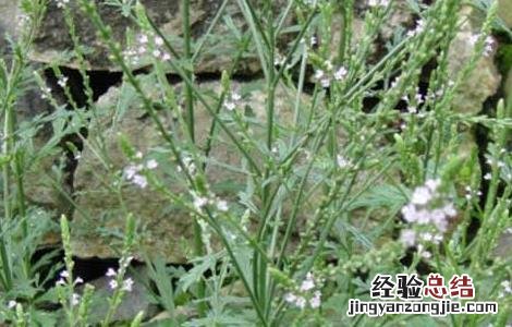 马鞭草种子价格及种植方法 马鞭草种子价格及种植方法视频