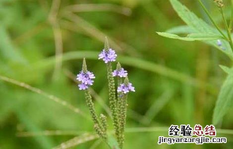 马鞭草种子价格及种植方法 马鞭草种子价格及种植方法视频
