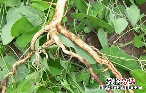 党参种子价格及种植方法