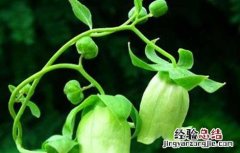 党参种子价格及种植方法