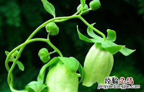 党参种子价格及种植方法