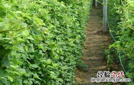 党参种子价格及种植方法