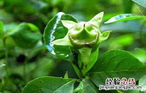 党参种子价格及种植方法