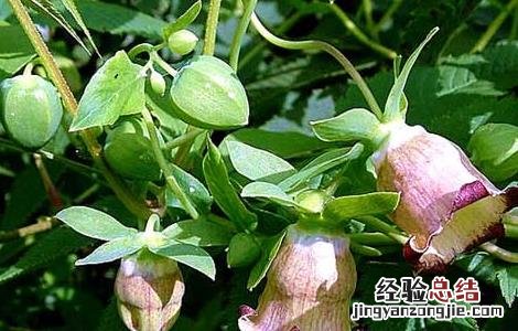 党参种子价格及种植方法
