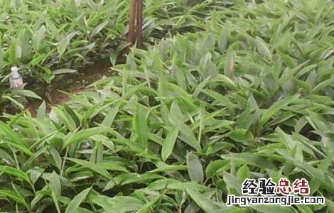 砂仁种子在哪里购买 砂仁种子价格及种植方法
