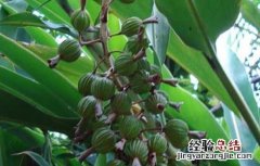 砂仁种子在哪里购买 砂仁种子价格及种植方法