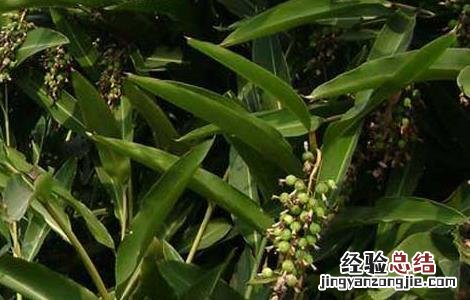 砂仁种子在哪里购买 砂仁种子价格及种植方法