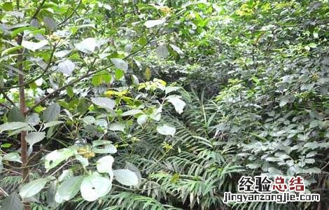 砂仁种子在哪里购买 砂仁种子价格及种植方法