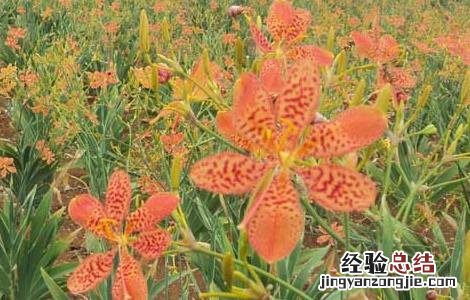 射干种子价格查询 射干种子价格及种植方法