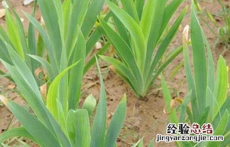 射干种子价格查询 射干种子价格及种植方法