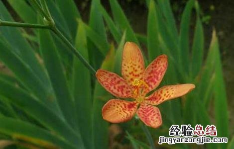 射干种子价格查询 射干种子价格及种植方法