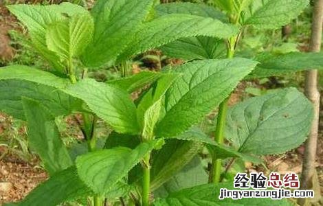 玄参种子价格及种植方法 玄参种子价格及种植方法